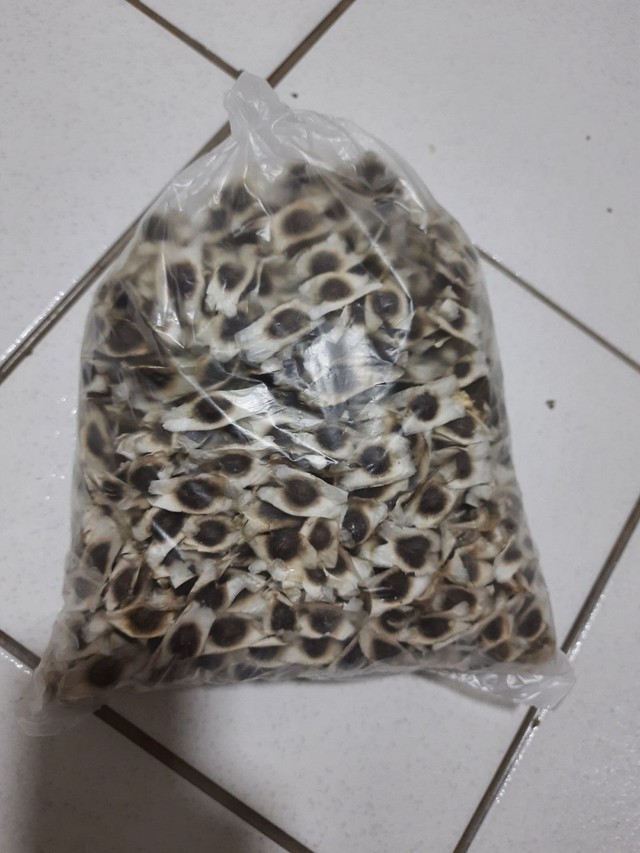 Sementes e mudas de moringa