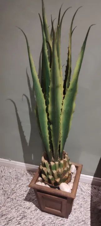 Agave com vaso - linha premium (planta permanente) - Foto 4