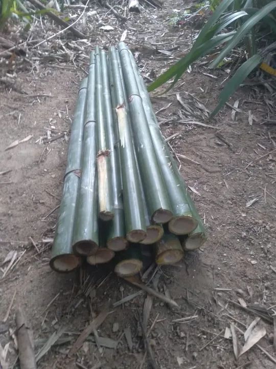 Bambu e caniço