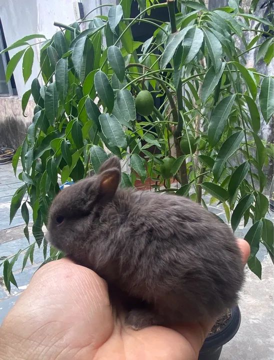 Coelhinho bebê - raça mini - Foto 5