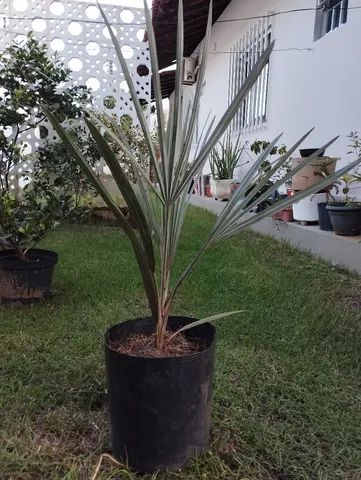 Vendo muda de palmeira azul - Foto 3
