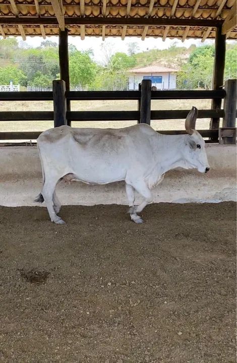 10 vacas Nelore magras - Foto 3