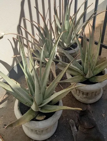 Vaso de babosa