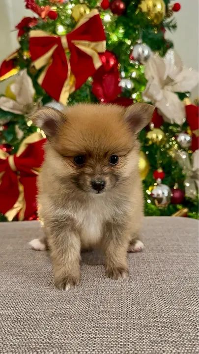 Filhote de Spitz Alemão - Foto 3