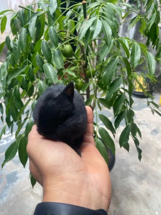 Coelhinho bebê - raça mini