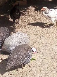 Vendo oito femia quase tudo pondo - Foto 3