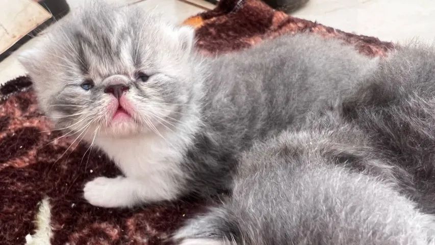 GATOS PERSAS E EXOTICOS - Foto 2