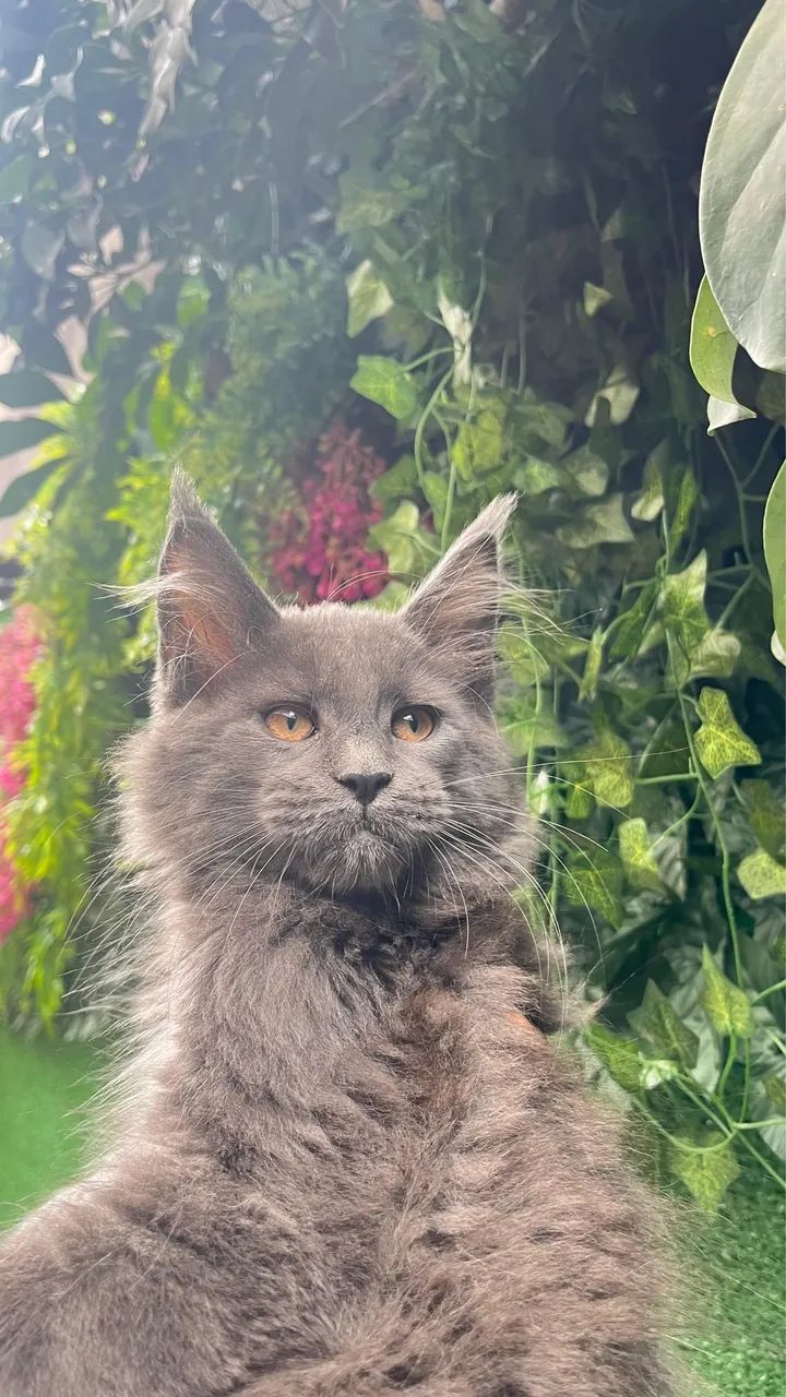 Maine Coon Blue - gato gigante - gatil legalizado 