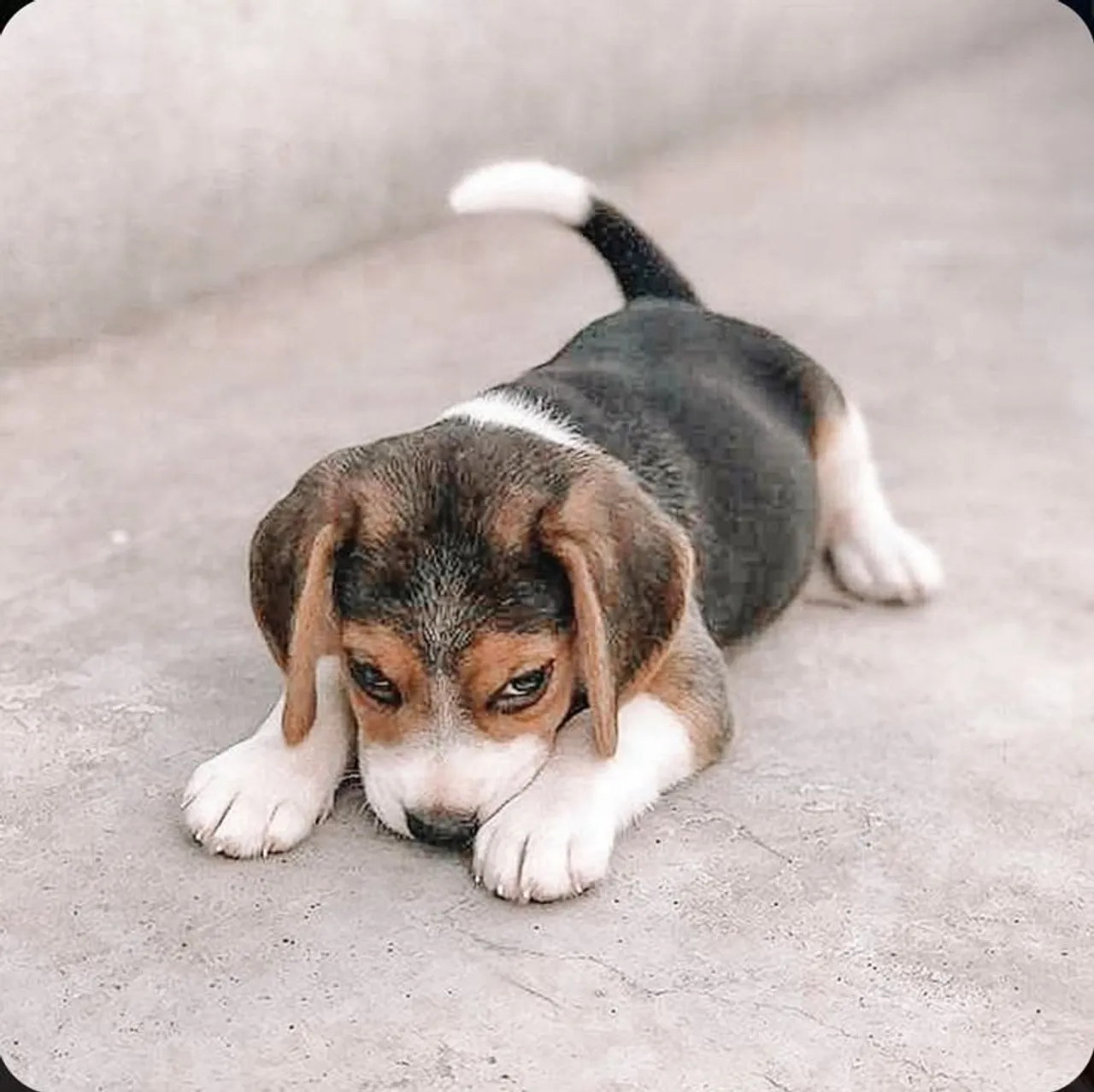 Beagle você nunca mais vai querer sair de casa