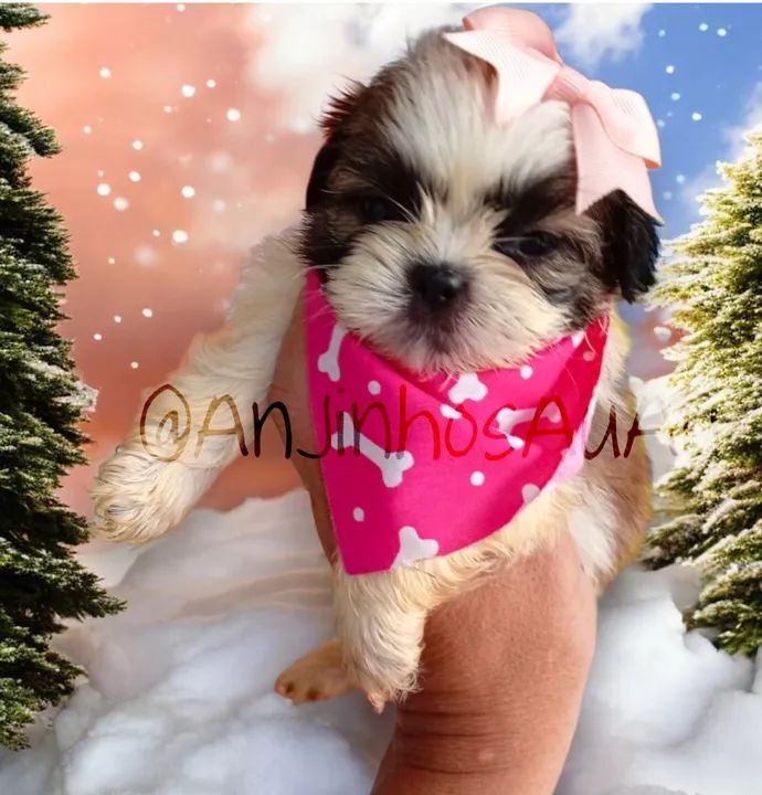 Shih Tzu Fêmeas bem pequenas  - Foto 2