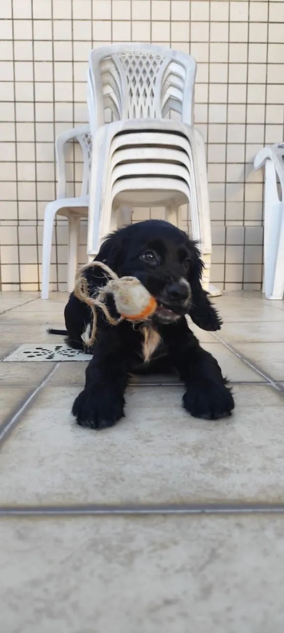 Vendo filhote de cocker spaniel - Foto 3