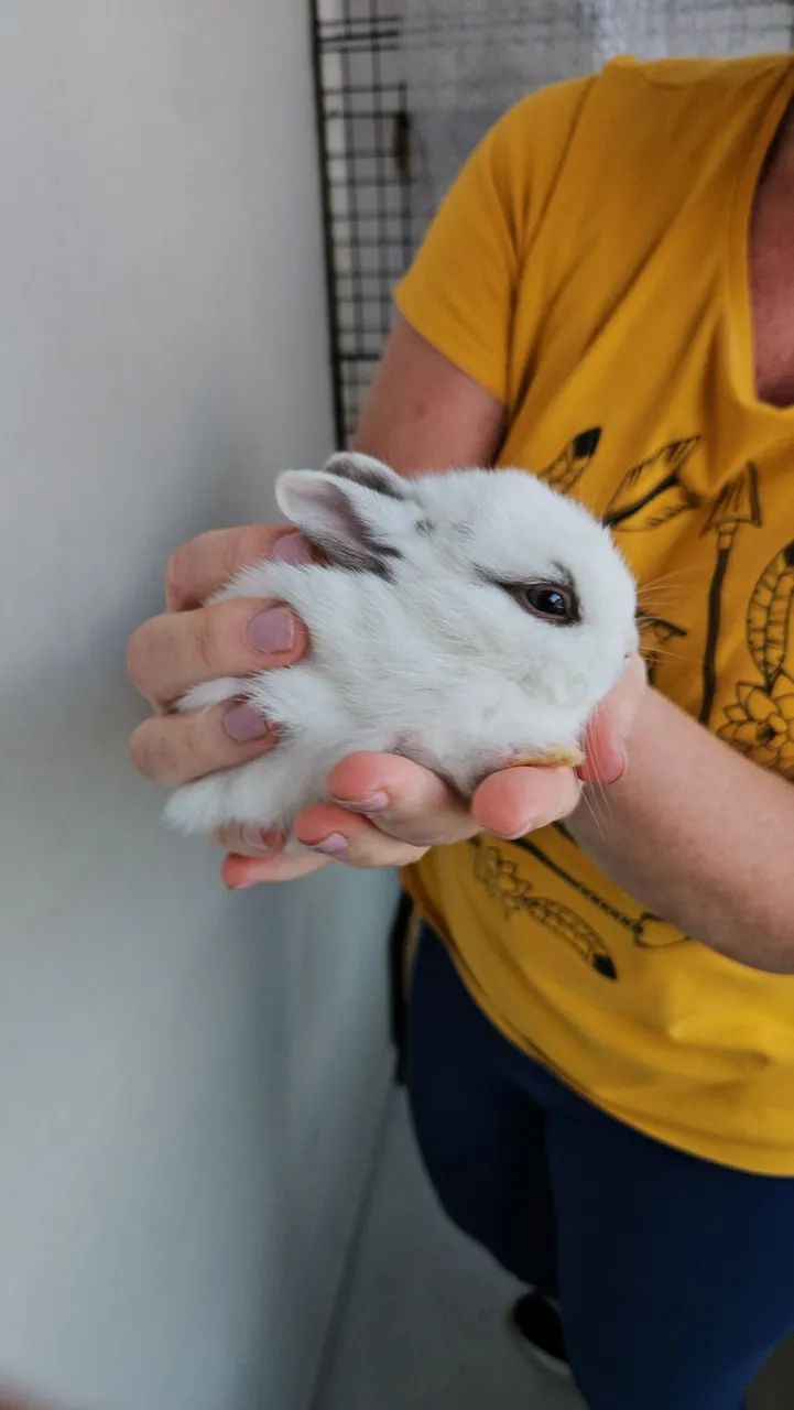 Coelho anão  - Foto 2