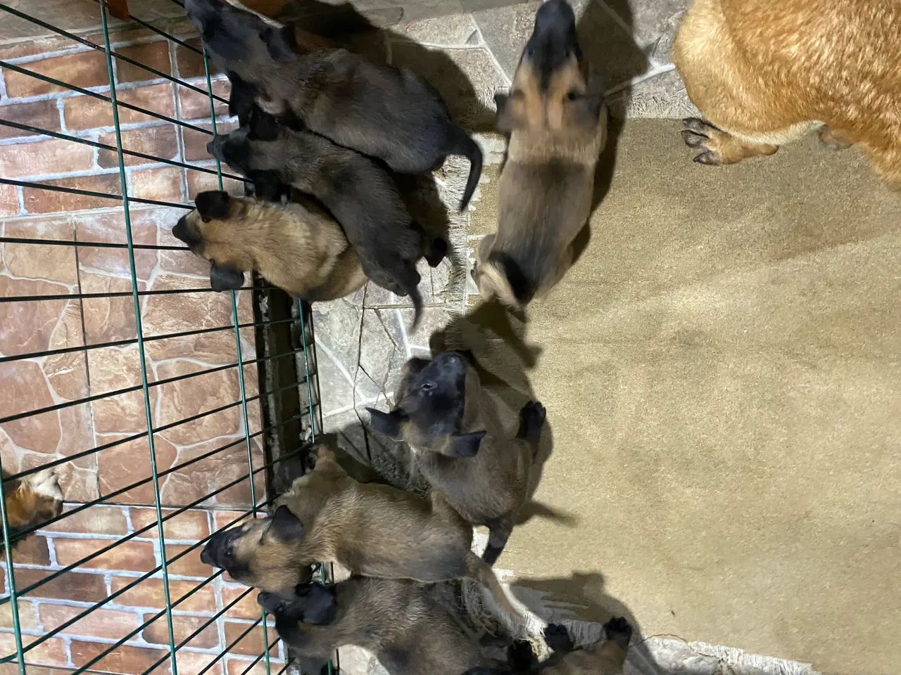 Pastor Malinois a venda64166906875650124
