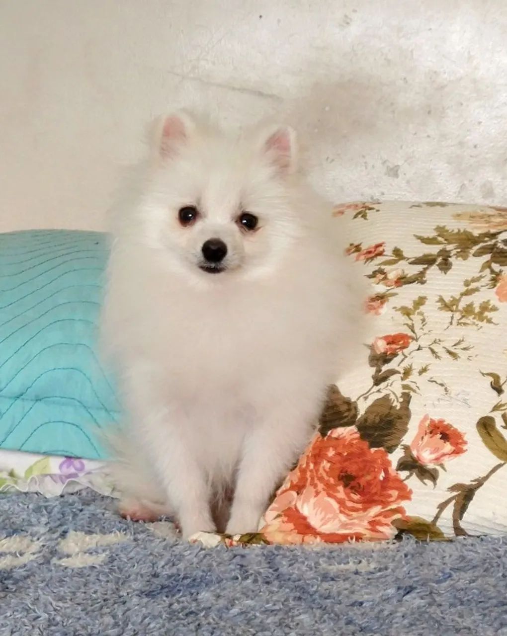 Spitz alemão machos 3 meses e 9 meses  - Foto 5