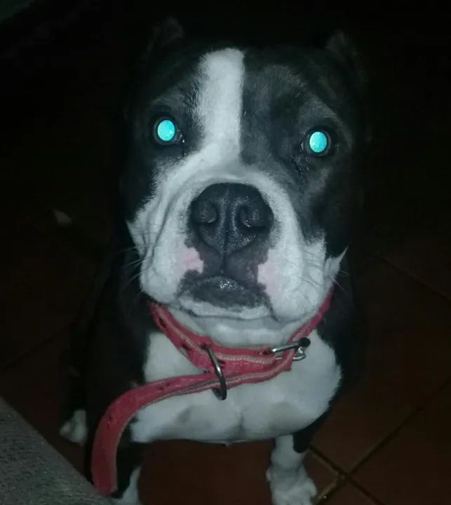 vende-se Femea de American Bully  - Foto 2