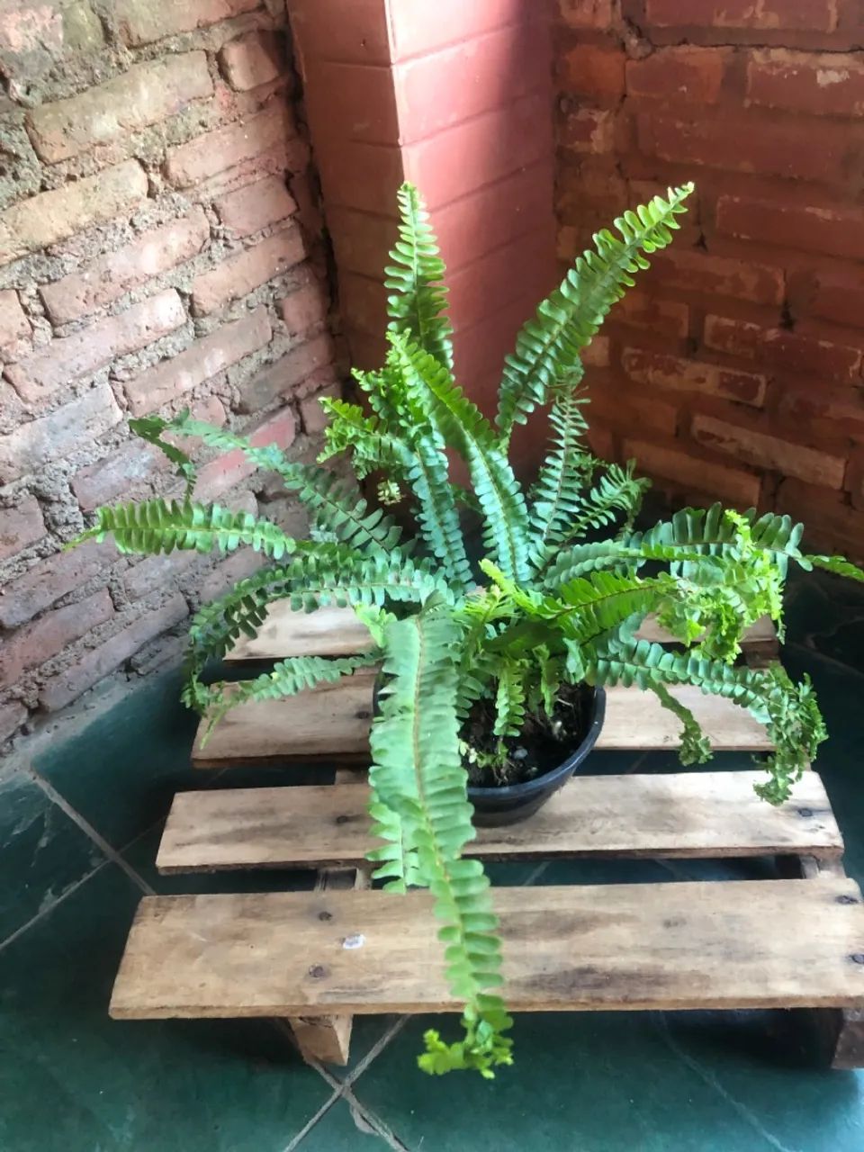 alocasia  - Foto 4