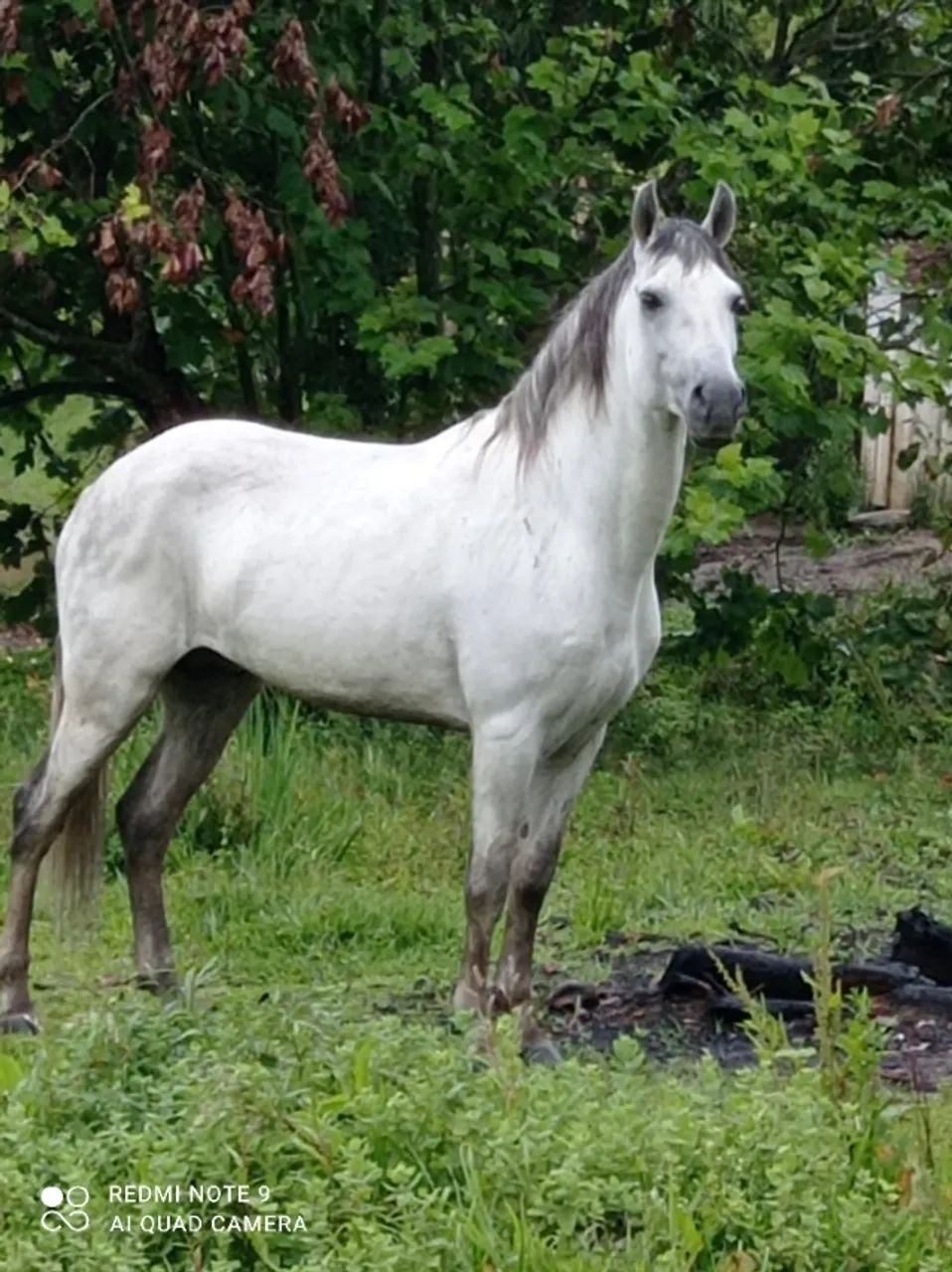 Garanhão mangalarga marchador. - Foto 3