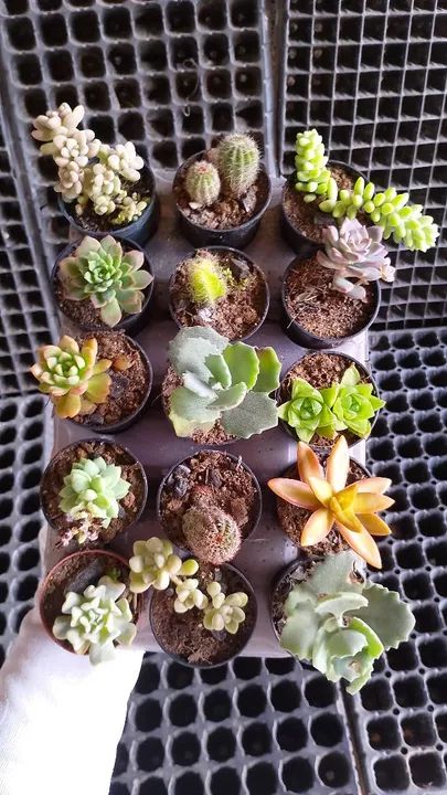 Cactos e suculentas  - Foto 3