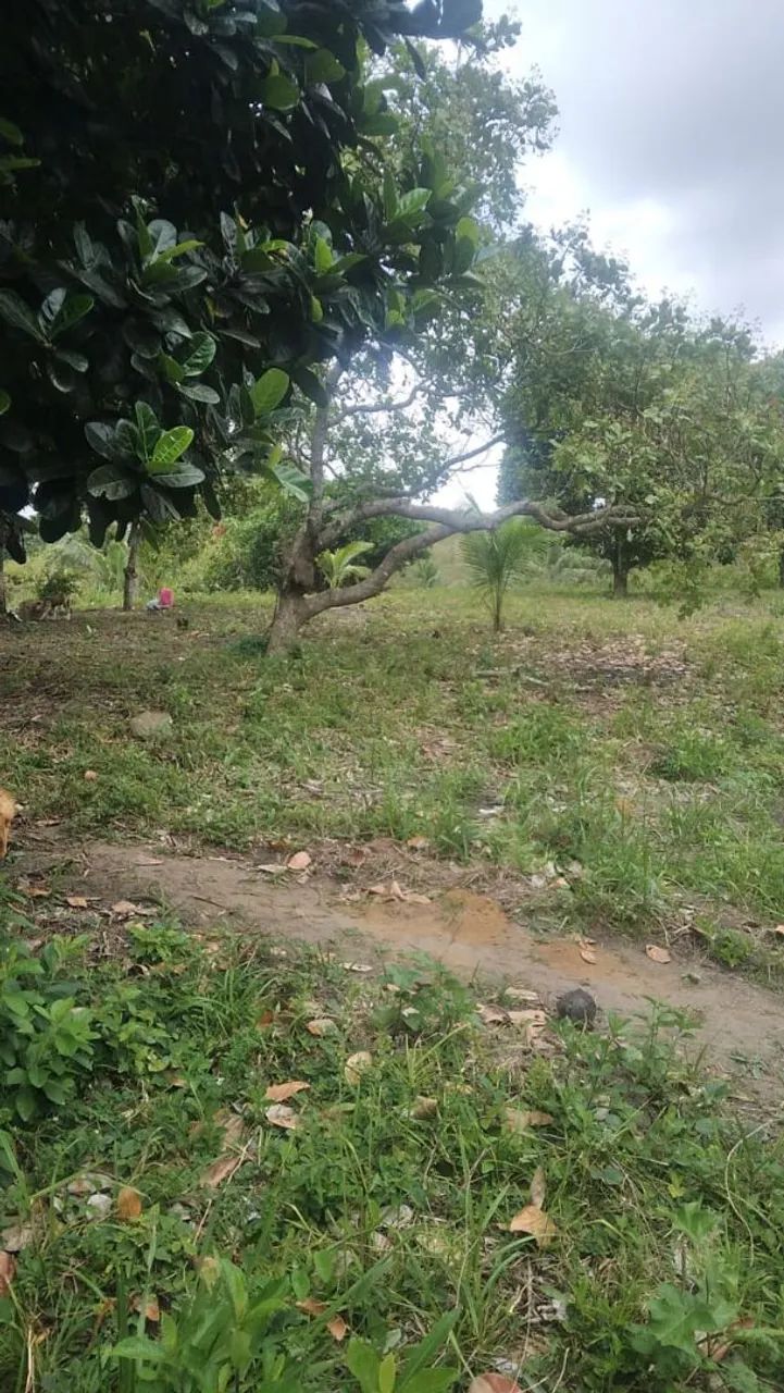 Sítio para vender - Foto 4