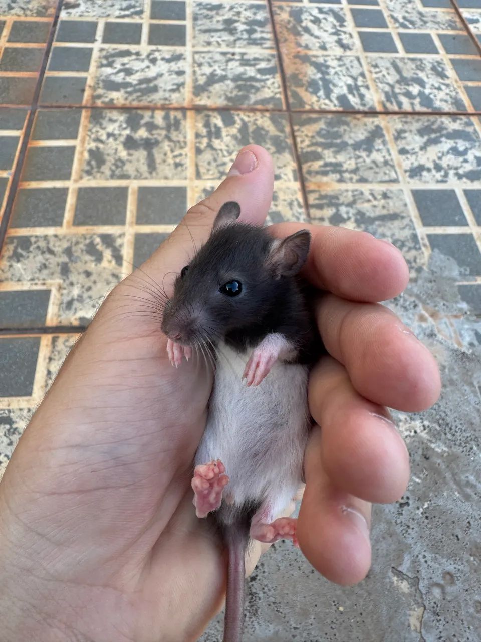 Vendo Ratinhos TWISTTER, mansinho! - Foto 4