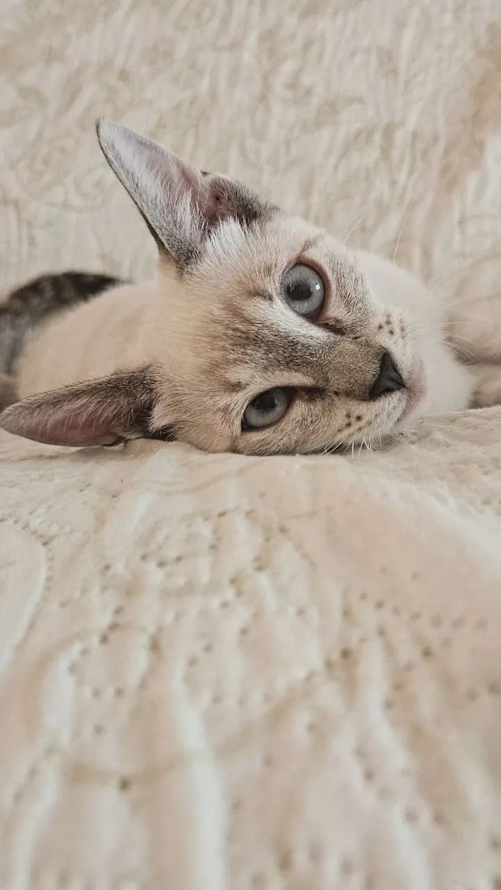 ADOÇAO GATA SIAMÊS  - Foto 4