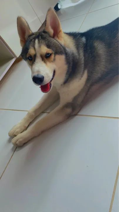 Filhote husky  siberiano