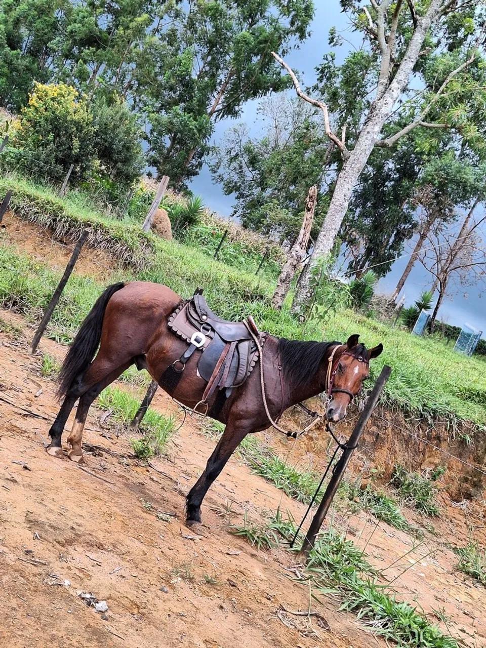 Cavalo Mangalarga Marchador 