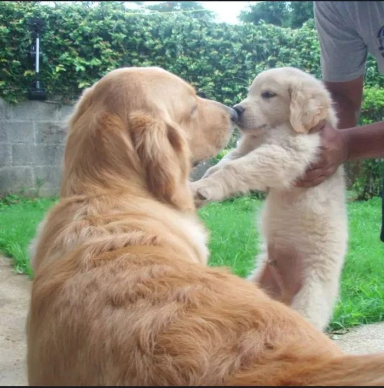 Golden Retriever filhote e adulto - Ref Dourado