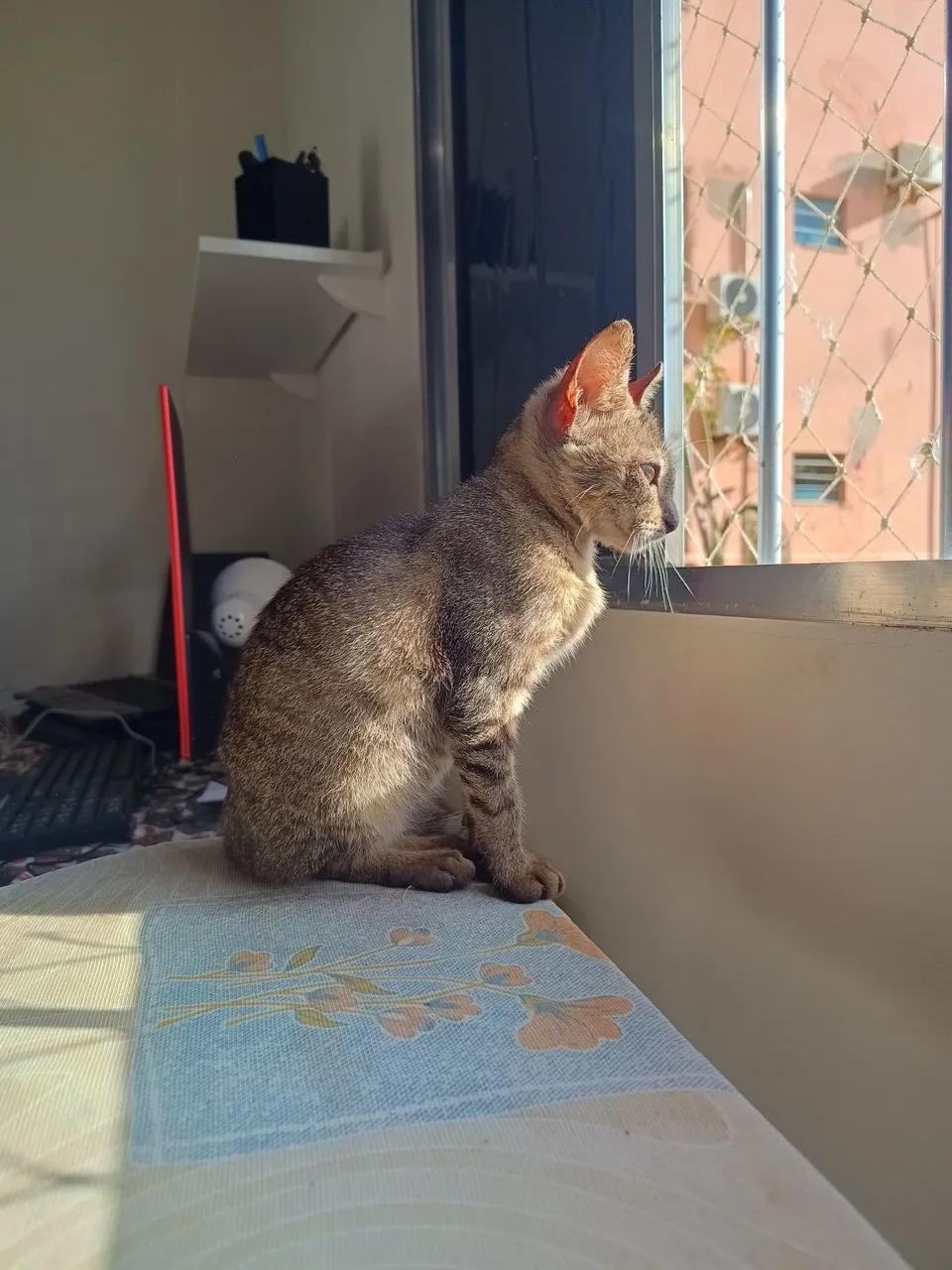 Gatinho macho disponível para adoção