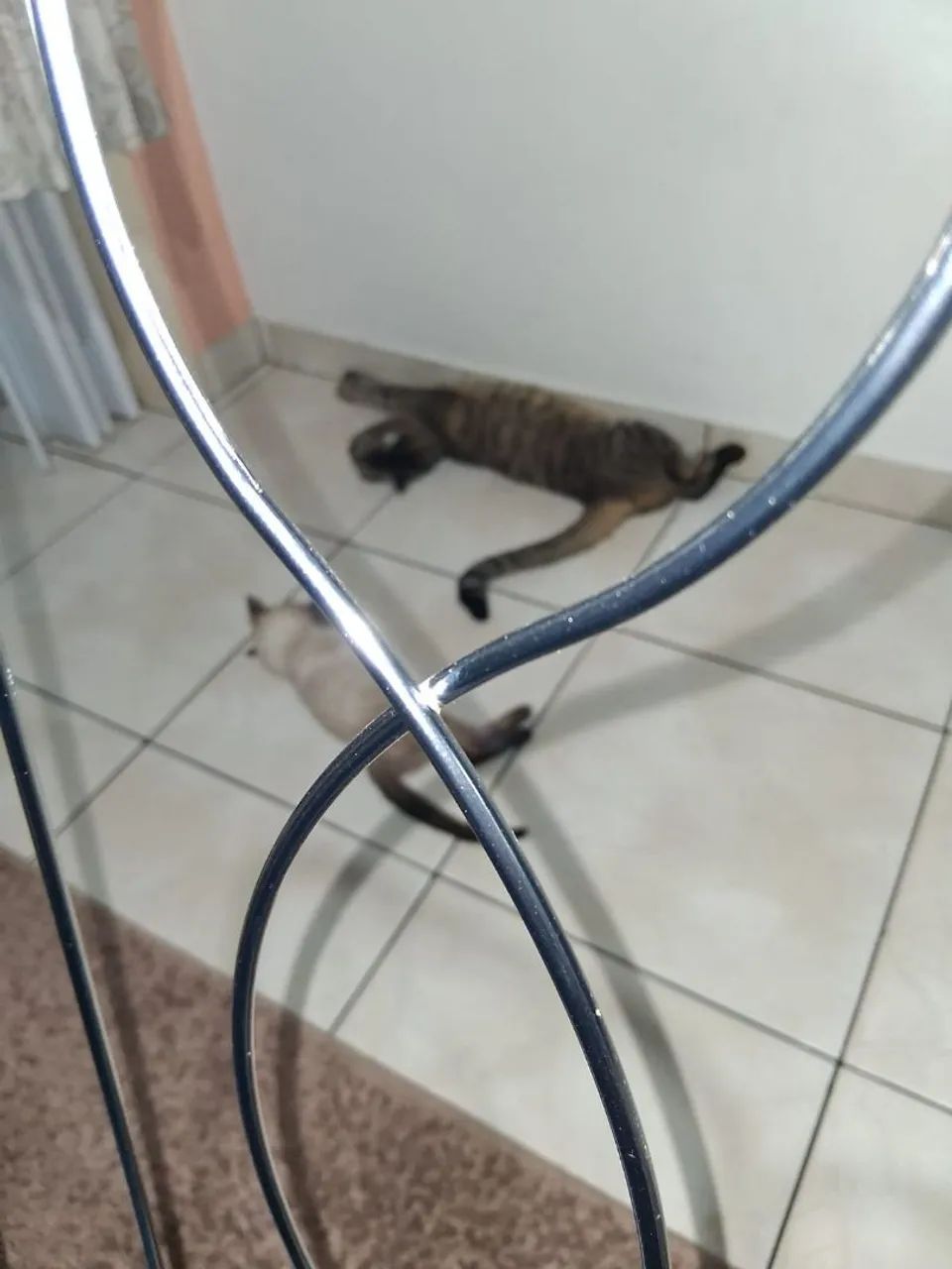 Filhote macho 3 meses - Foto 5