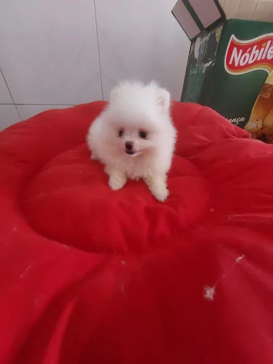 Spitz alemão anão macho com 50 dias pai pesa 1k e 200 gramas  - Foto 3