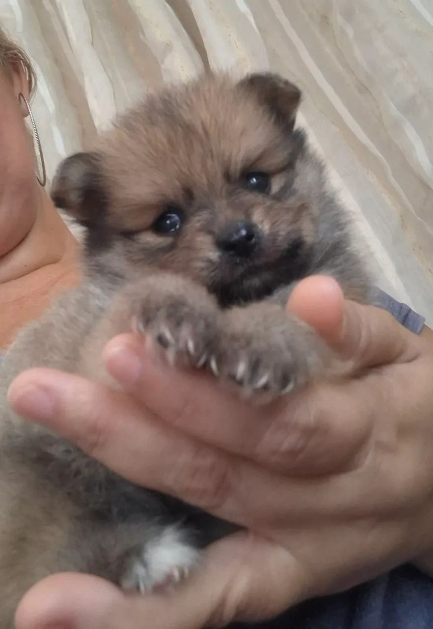 Spitz Alemão