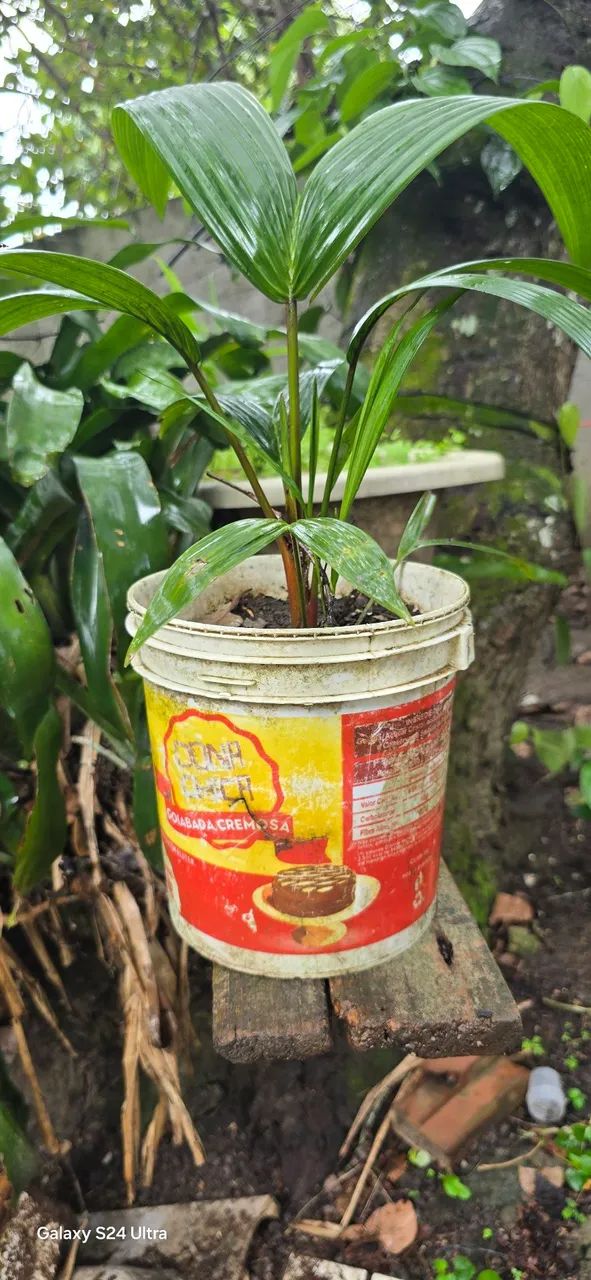 Palmeira Laca Vermelha mudas - Foto 3