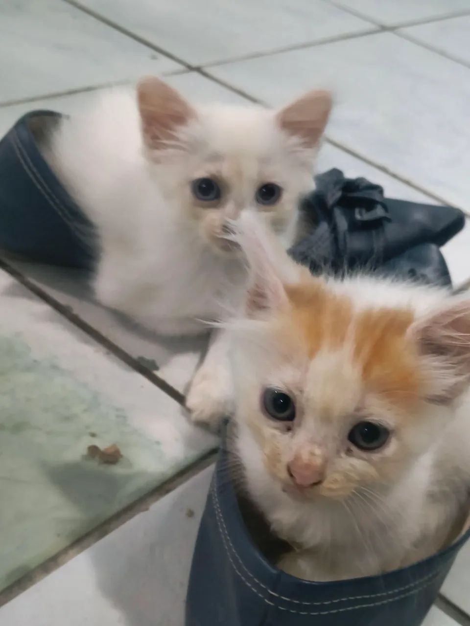 Gatinhos fofinhos  - Foto 2