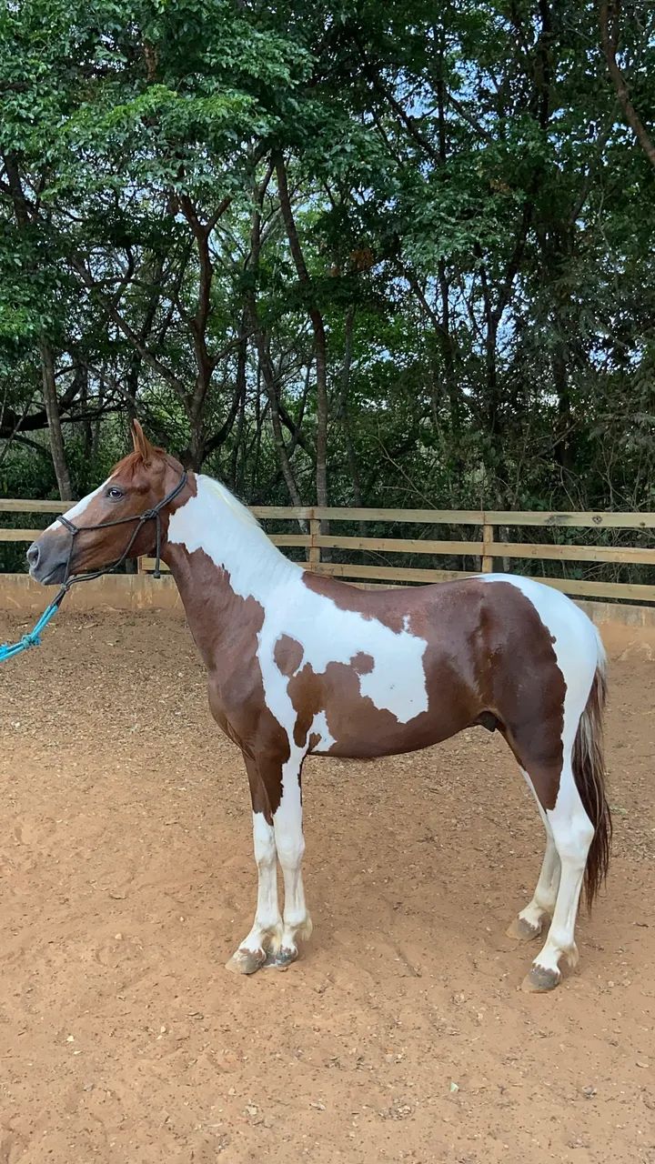 VENDE-SE POTRO PAMPA DE MARCHA PICADA - Foto 3
