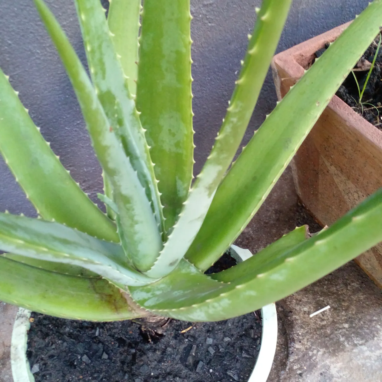 Babosa (Aloe Vera) Planta Medicinal