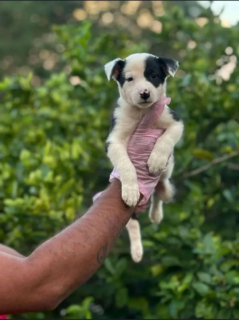 Filhote de cachorro Border Collie - Pet carinho 