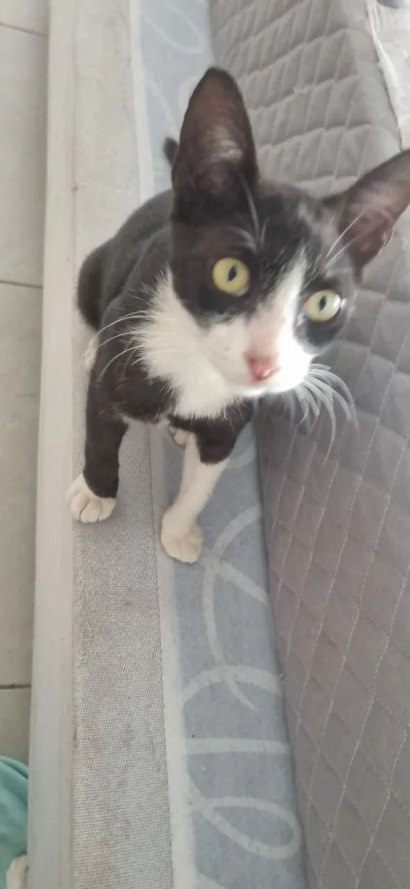 Gatos carinhosos para doação responsável varios