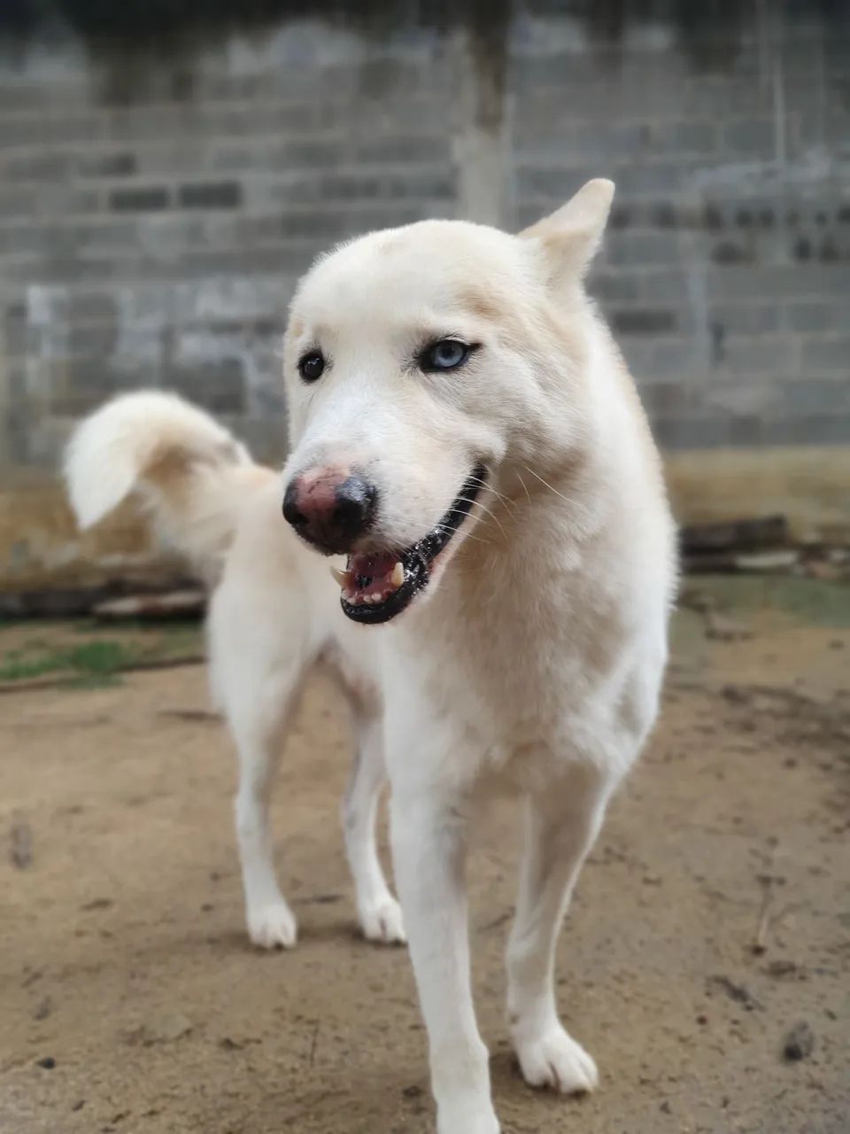 Filhote de Husky Siberiano macho  - Foto 6
