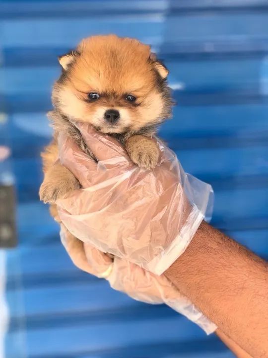 Spitz Alemão Entregamos em todo o Brasil, temos todas as raças.