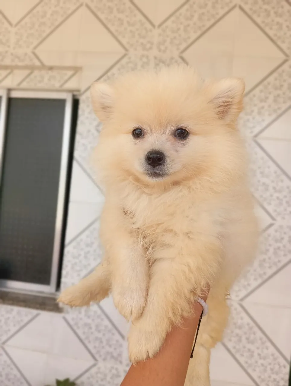 Filhote de Spitz Alemão/ Lulu da Pomerânia - Fofura em 4 patas!