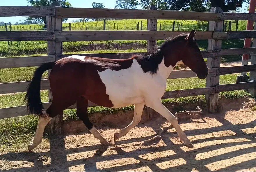 Potro Pampa de Castanho. - Foto 5