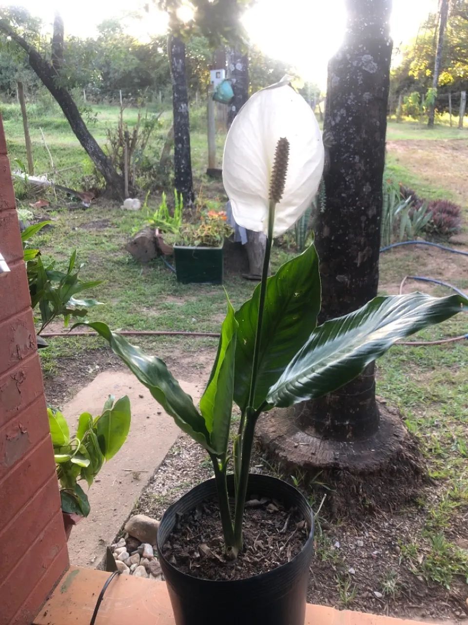alocasia  - Foto 2