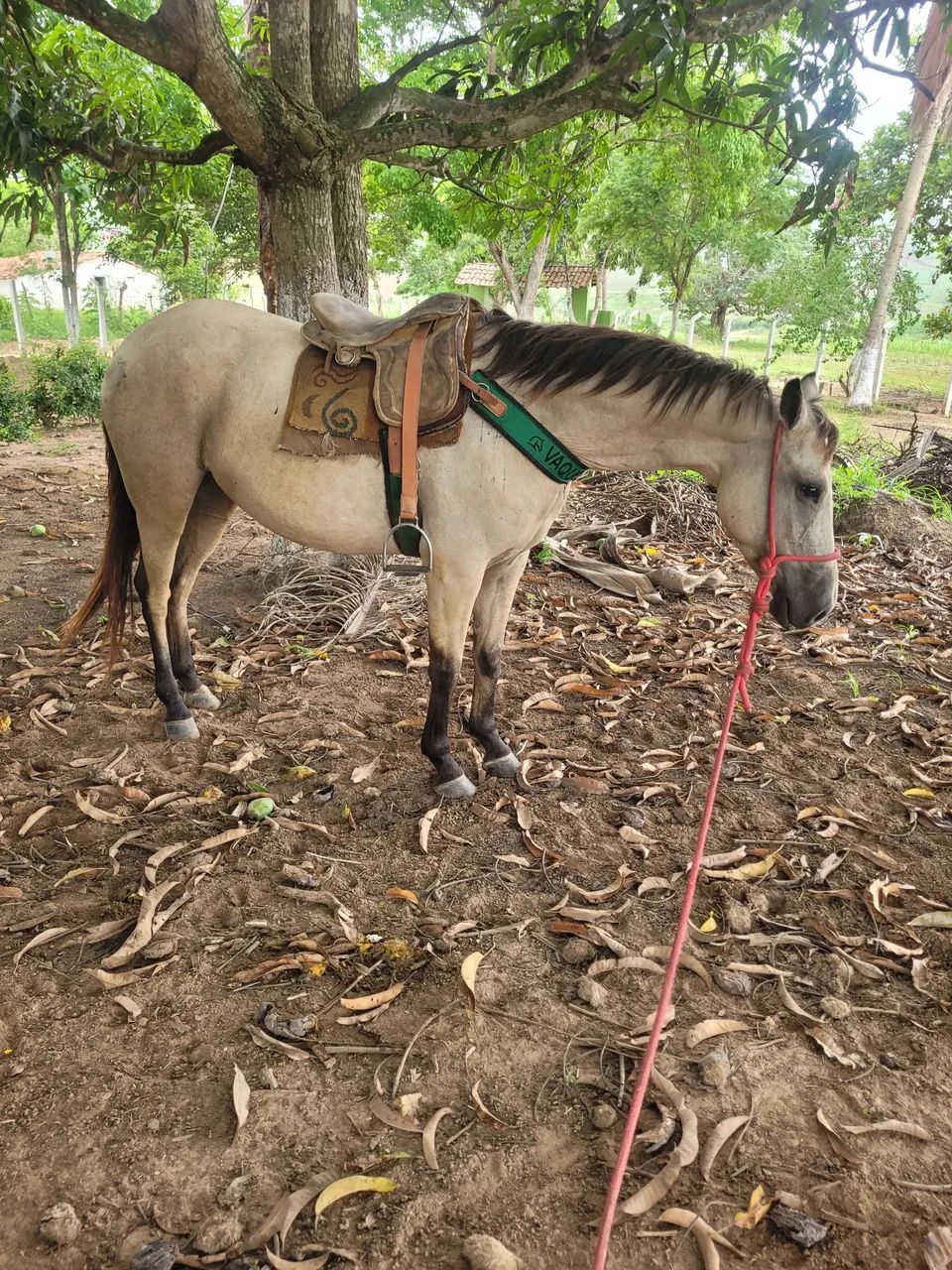 Egua quarto de milha - Foto 4