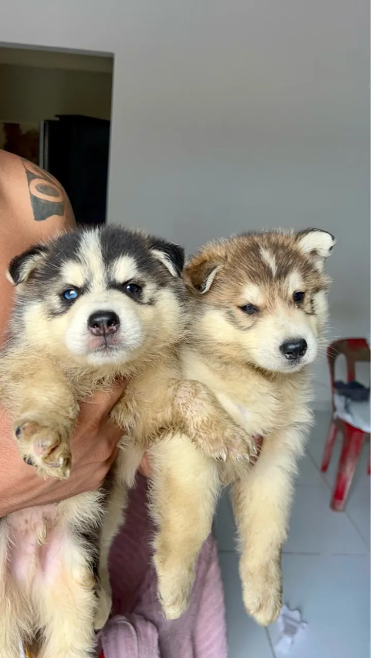 Filhotes de Husky Siberiano - Olhos Azuis!