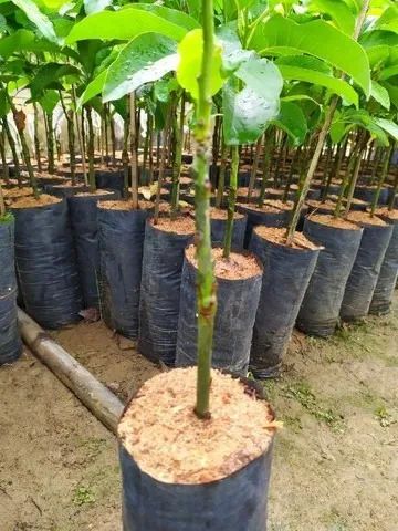 ? Muda de Abacate enxertado - Foto 2