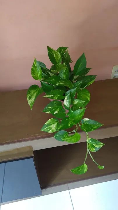 Quem tiver interesse chama no zap *.  - Foto 3