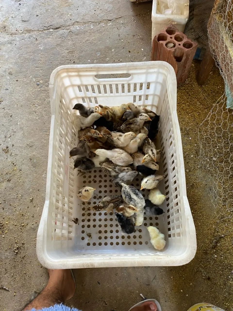 Pintinhos saudáveis e vibrantes