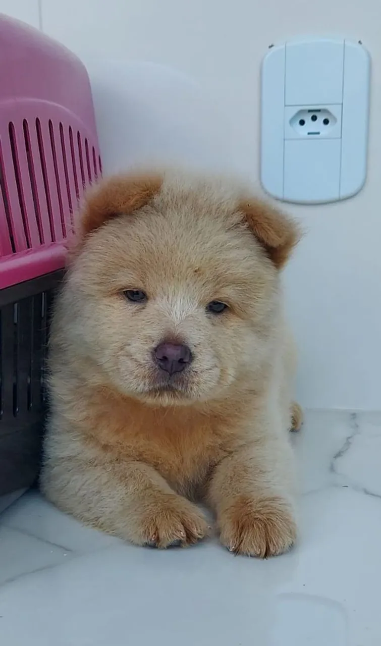 Filhote de Chow-Chow - Fofura e Companhia!