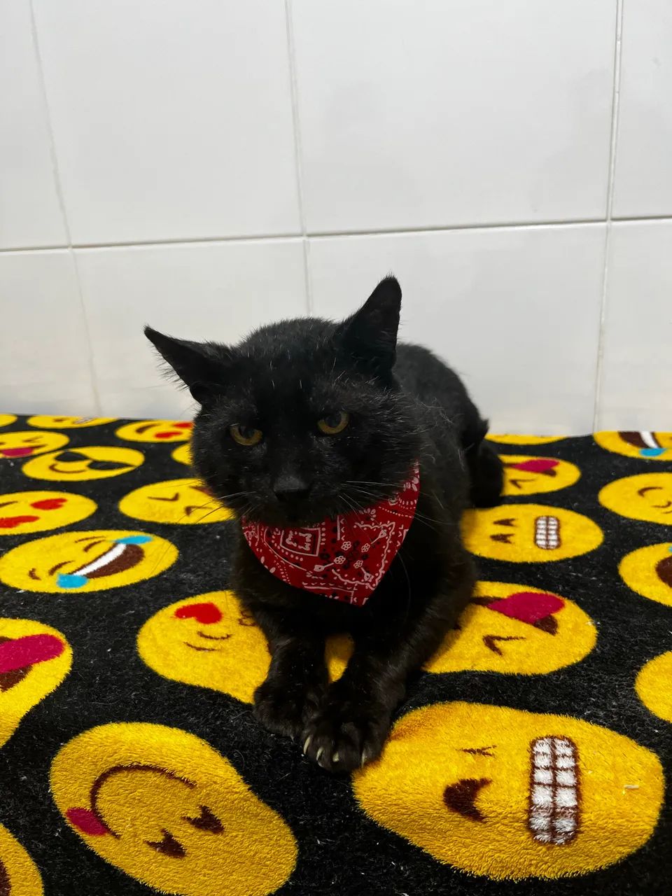 Adoção de gatinho macho castrado.  - Foto 3